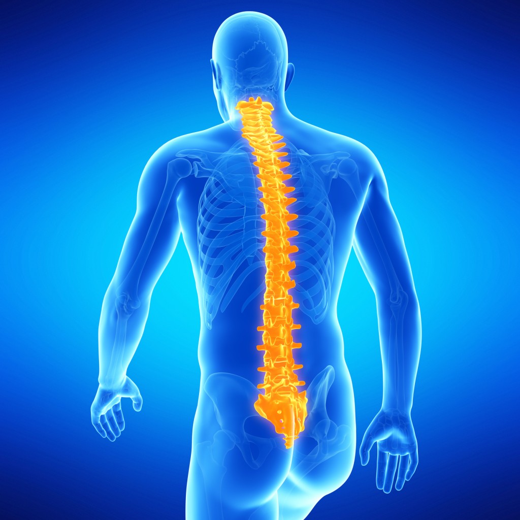 Spine-1024x1024.jpg